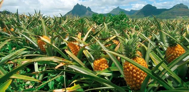 China importa piña de Panamá y carne de Bolivia