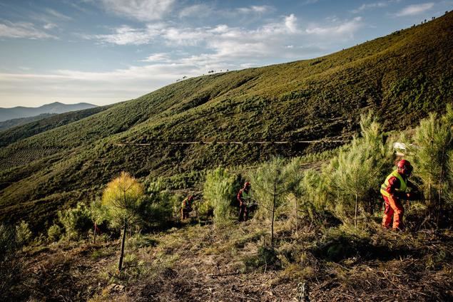 Fujifilm se une a la iniciativa ‘Motor Verde’ de Fundación Repsol de reforestación de bosques en España y Portugal