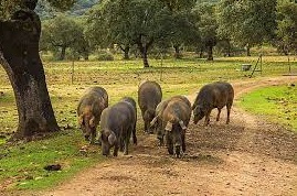 Tipos de cerdo ibérico que los españoles deben conocer