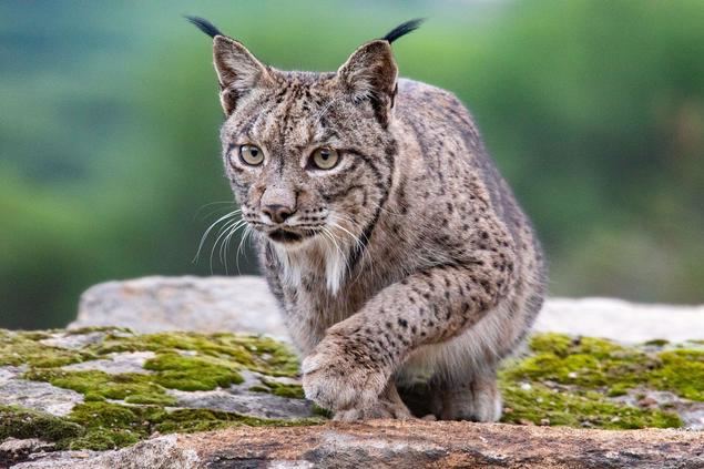 La importancia de la Naturaleza y los animales en la comercialización turística